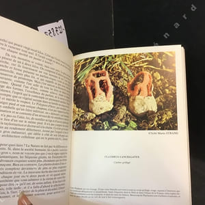 La vie privée des champignons