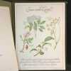 Précieuses Tisanes. DELAVEAU, Pierre (Docteur en Médecine et en Pharmacie) - Pastels de Christian MICHAUT - Calligraphie de Patrick BENOISTEL
