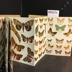 Petit Atlas des papillons et des chenilles. (Complet en 2 volumes)