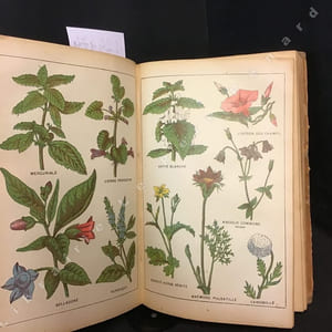 La médecine végétale. Traité théorique et pratique, indispensable dans toutes les familles, enseignant la médecine et l'hygiène, pour connaître, se préserver, soigner et guérir toutes les maladies