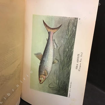 La pêche et les poissons. Dictionnaire général des pêches.. Henri de La Blanchère - Accompagné d'un supplément par Ed. Renoir, Ryvez et Lucien Jouenne