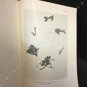 Flora Somala III. Raccolte Somale dei Proff; G. Pollaci, L. Maffei, R. Ciferri e N. Puccioni fatte negli anni 1934 e 1935. Estratto dagli "Atti dell' Istituto Botanico dell' Università di Bologna" Serie IV, Vol. VII.