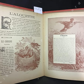 Petits Oiseaux de nos Jardins . Giacomelli (illustrations)