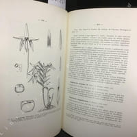 Adansonia Tome 10. Fascicule 1 : La flore tropicale tertiaire de Sahara - Lycopodiales de la région malgache - Umbelliflorea du Cameroun - Orchidaeceae de Madagascar - ...