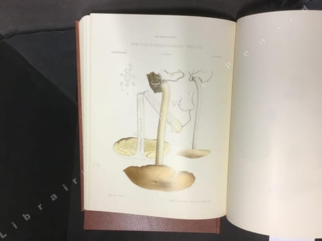 Icones Mycologicae ou iconographie des champignons de France principalement discomycetes (5 Tomes). BOUDIER, Émile 
