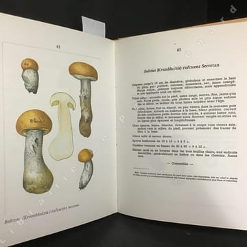 Atlas Mycologiques II - Les Bolets . LECLAIR, Albert - ESETTE, Henri - HEIM, Roger (Préface)