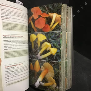 Le guide des champignons - France et Europe