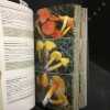 Le guide des champignons - France et Europe. EYSSARTIER, Guillaume - ROUX, Pierre 