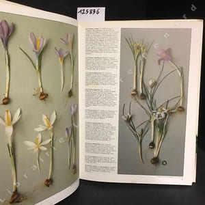 Les plantes à bulle