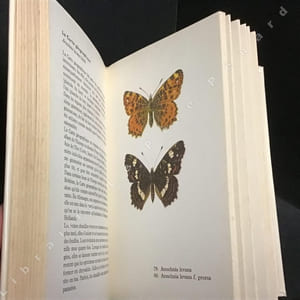 Papillons - Atlas illustré