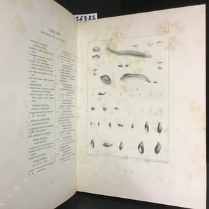 Histoire naturelle des mollusques - Atlas