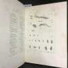 Histoire naturelle des mollusques - Atlas. Abb&eacute; D. Dupuy