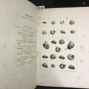 Histoire naturelle des mollusques - Atlas