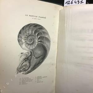Manuel de conchyliologie et de paléontologie conchyliologique ou Histoire naturelle des mollusques vivants et fossiles suivi d'un appendice sur les brachiopodes par D. P. Oehlert. 