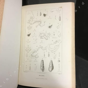 Histoire naturelle des mollusques terrestres et fluviatiles de France, contenant des études générales sur leur anatomie et leur physiologie et la ...