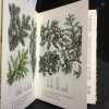 Arbres et arbustes de parcs et de jardins. LOWENMO, Run&ouml; - HANCKE, Verner (Illustrations) 