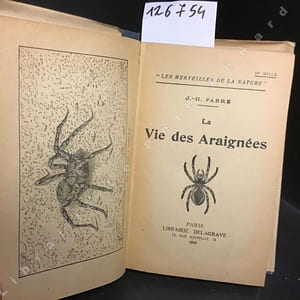 La vie des araignées