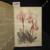 Revue Horticole. Année 1926 :  I. Columnea Vilmoriniana - II. Paphiopedium Delenatii - III. Rose Ville de Paris. Rose Gooiland Beauty - IV. Erigerons ...
