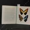 Splendeur et énigmes des Morpho (papillons) . E. LE MOULT & P. REAL