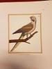 Port-folio de 8 lithographies d'oiseaux reproduites à partir d l'édition de luxe en 10 volumes in-folio des oeuvres de Buffon et publiées par le ...