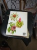 Plantes de la maison. 255 illustrations en couleurs. HAAGER Jiri