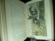 Flowers of the hunt par Finch Mason. Illustrated by the author. - Image 7