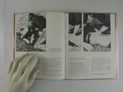 Le viol d'Aimée par Aimée de... - Image 4