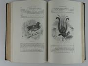 L'air et le monde aérien par Mangin, Arthur. Illustrations MM. Freeman, Yan'dargent, Désandré, Guiguet, Lix, Oudinot, Richard. - Image 7