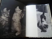 Chats par Henri SAAS. Préface d'Ella Maillart - Image 2