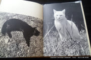 Chats par Henri SAAS. Préface d'Ella Maillart - Image 3
