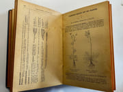 Nouvelle flore pour la détermination facile des plantes sans mots techniques avec 2173 figures inédites représentant toutes les espèces vasculaires des environs de Paris, dans un rayon de 100 kilomètres des départements de l'Eure, l'Eure et par G. Bonnier et G. de Lavens. - Image 6