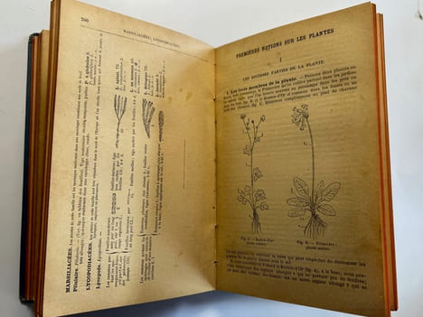 Nouvelle flore pour la détermination facile des plantes sans mots techniques avec 2173 figures inédites représentant toutes les espèces vasculaires ...
