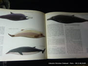 La baleine par Ouvrage collectif conçu et réalisé par Tre Tryckare. - Image 2