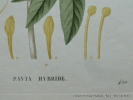 PAVIA HYBRIDE  Planche n°422  Plantes de la France, décrites et peintes d'après nature. Gravure en couleurs sur cuivre au format 21x27cm (BOTANIQUE) ...
