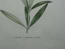 LAUROSE À GRANDES FLEURS Planche n°501   Plantes de la France, décrites et peintes d'après nature. Gravure en couleurs sur cuivre au format 21x27cm ...