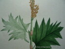 RHUBARDE PALMÉE  Planche n°923  Plantes de la France, décrites et peintes d'après nature. Gravure en couleurs sur cuivre au format 21x27cm (BOTANIQUE) ...