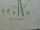 FERULE COMMUNE Planche n°925  Plantes de la France, décrites et peintes d'après nature. Gravure en couleurs sur cuivre au format 21x27cm. (BOTANIQUE) ...