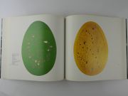 Lucio Fontana par Bernard Blistène - Image 6