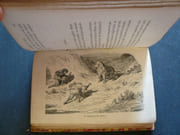 La chasse au lion. Ornée de gravures par Gustave Dorée et d' un portrait de Jules Gérard. par Gérard Jules. Doré Gustave - Image 4
