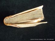 Histoire d'Eustache de Saint-Pierre. Au siège de la ville de Calais, sous le règne de Philippe de Valois, Roi de France, en 1346 et 1347. par Sans mention d'auteur - Image 3