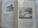 Les oiseaux. Ouvrage illustré de 322 vignettes dessinées par A. Mesnel, Bevallet,  etc.. FIGUIER Louis
