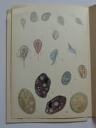 Tabulae parasitorum intestinorum. Parasites intestinaux. Biologie, diagnostic et traitement des maladies parasitaires intestinales.  par J.G. Baer, Ch. Joyeux, A. Sicé - Image 4