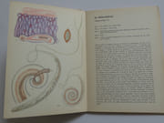 Tabulae parasitorum intestinorum. Parasites intestinaux. Biologie, diagnostic et traitement des maladies parasitaires intestinales.  par J.G. Baer, Ch. Joyeux, A. Sicé - Image 6