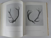 (CHASSE) Pol'ovnicke trofeje slovenska (Demi-trophées slovènes). par V. Richter a kolekti : Dr. M. Balis, Ing. R. Krasul'a, J. Sprocha - Image 10