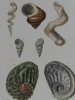 Ensemble de 14 gravures originales XIXe, provenant du Dictionnaire Universel d'Histoire Naturelle d' Orbigny (1841-1849) : MOLLUSQUES. Pl.1 ...