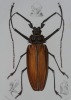 Ensemble de 17 gravures originales XIXe, provenant du Dictionnaire Universel d'Histoire Naturelle d' Orbigny (1841-1849) : INSECTES - COLEOPTERES. ...