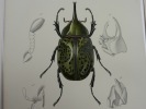 Ensemble de 17 gravures originales XIXe, provenant du Dictionnaire Universel d'Histoire Naturelle d' Orbigny (1841-1849) : INSECTES - COLEOPTERES. ...