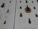 Ensemble de 17 gravures originales XIXe, provenant du Dictionnaire Universel d'Histoire Naturelle d' Orbigny (1841-1849) : INSECTES - COLEOPTERES. ...