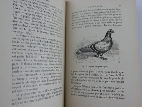 Les pigeons de volière, de colombier, messagers, militaires. Sport colombophile, sociétés pigeonnières, colombiers militaires. 3e éd.. GOBIN A.