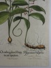 BOTANIQUE - Gravure originale in-folio sur cuivre, imprimée sur papier vergé filigrané et aquarellée à la main, provenant du HORTUS EYSTETTENSIS de ...